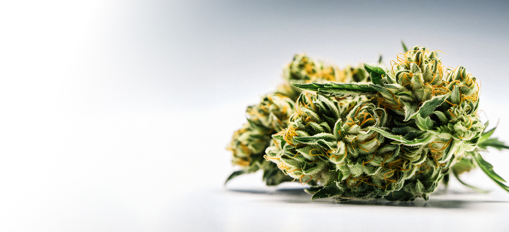 1755x800cannabis-flower-isolated-white-background-03