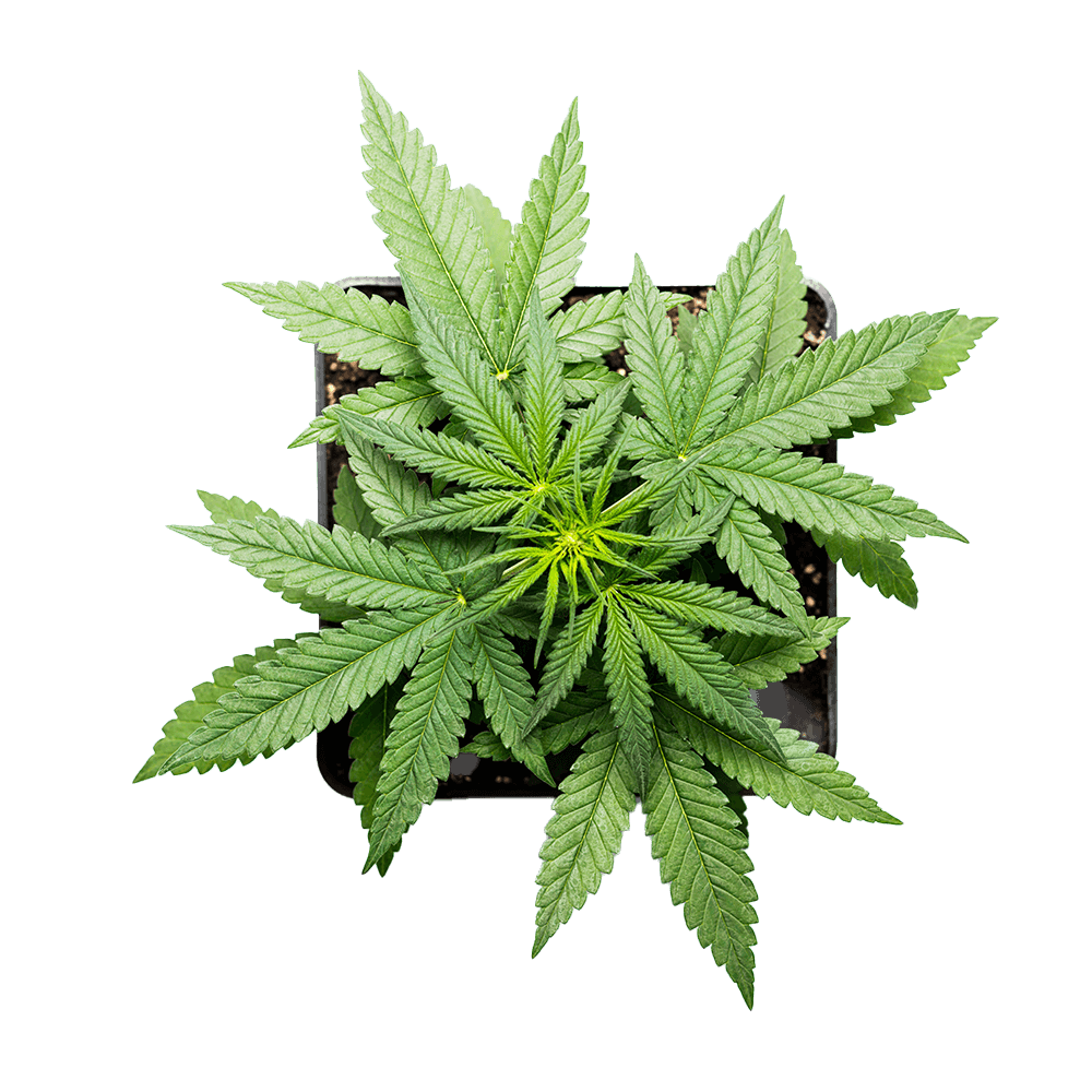 produkt-1000x1000-plant-2