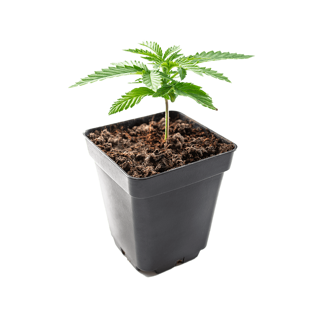 produkt-1000x1000-plant